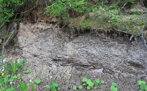 5_Ziegzdriu atodanga_R_Mikitiejevos nuotr.jpg